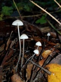 Mycena filopes image