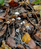 Mycena filopes image