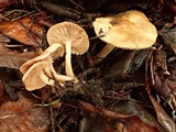 Rhodocybe hondensis image