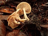Rhodocybe hondensis image