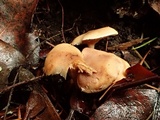 Rhodocybe hondensis image