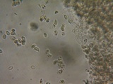 Rhodocybe hondensis image