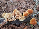 Gymnopilus aurantiophyllus image