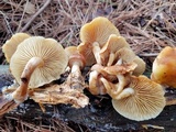 Gymnopilus aurantiophyllus image