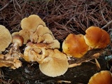 Gymnopilus aurantiophyllus image