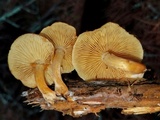 Gymnopilus aurantiophyllus image