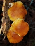 Gymnopilus aurantiophyllus image