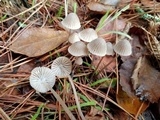 Mycena capillaripes image