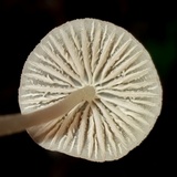 Mycena capillaripes image