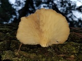 Pleurotus pulmonarius image