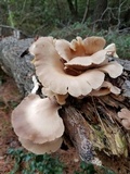 Pleurotus pulmonarius image