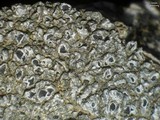 Aspicilia cuprea image
