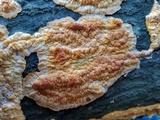 Phlebia radiata image