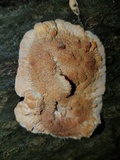 Phlebia radiata image