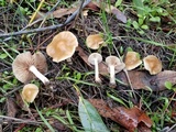 Meottomyces dissimulans image