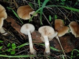 Meottomyces dissimulans image