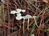 Marasmius calhouniae image
