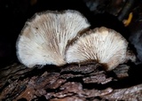 Hohenbuehelia mastrucata image