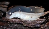 Hohenbuehelia mastrucata image