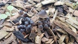 Mycena leptocephala image