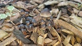 Mycena leptocephala image