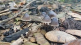 Mycena leptocephala image
