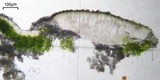 Aspicilia cuprea image