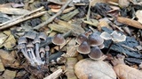 Mycena leptocephala image