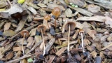 Parasola conopilea image