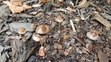 Parasola conopilea image