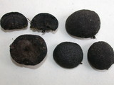 Annulohypoxylon thouarsianum var. thouarsianum image