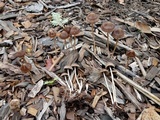 Parasola conopilea image