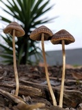 Parasola conopilea image