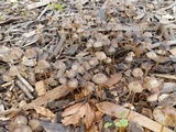 Parasola conopilea image
