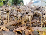 Parasola conopilea image