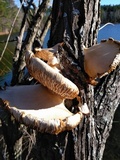 Pleurotus populinus image