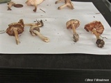 Inocybe whitei image