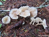 Clitocybe fragrans image