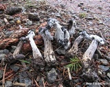 Hypomyces cervinigenus image