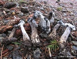 Hypomyces cervinigenus image