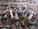 Hypomyces cervinigenus image