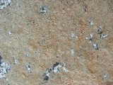 Aspicilia pacifica image
