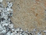 Aspicilia pacifica image
