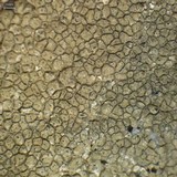 Aspicilia pacifica image