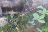 Arrhenia rickenii image