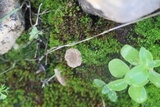 Arrhenia rickenii image