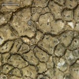 Aspicilia pacifica image
