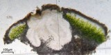 Aspicilia pacifica image