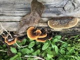 Gloeophyllum sepiarium image