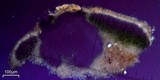 Aspicilia pacifica image